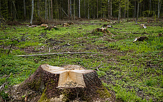 Leśnicy przeprowadzą prace porządkowe. Będzie obowiązywał zakaz wstępu do lasu